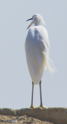 Snowy Egret