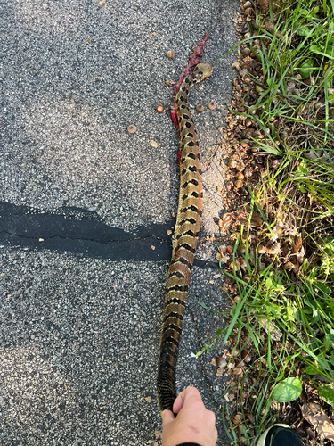 Timber Rattlesnake