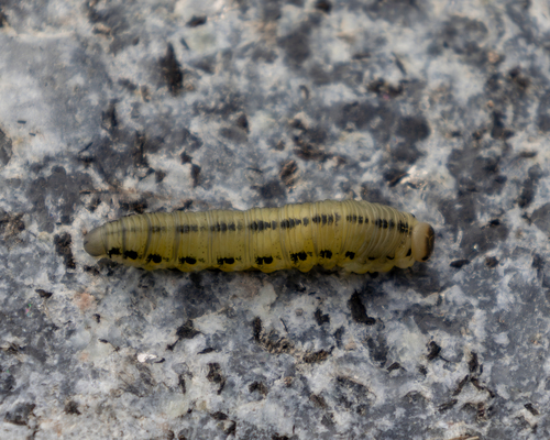 Pine Sawfly