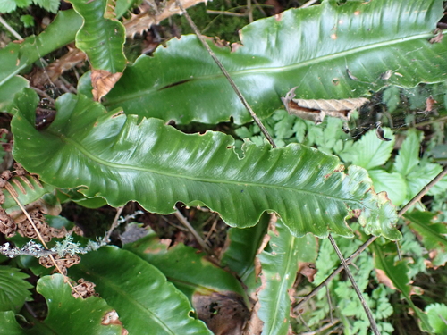 Hart's-tongue fern