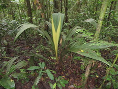 Geonoma macrostachys