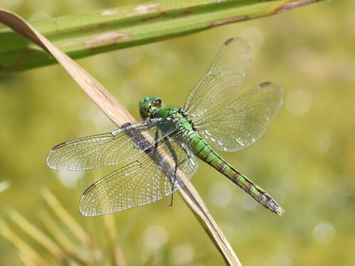 Western Pondhawk