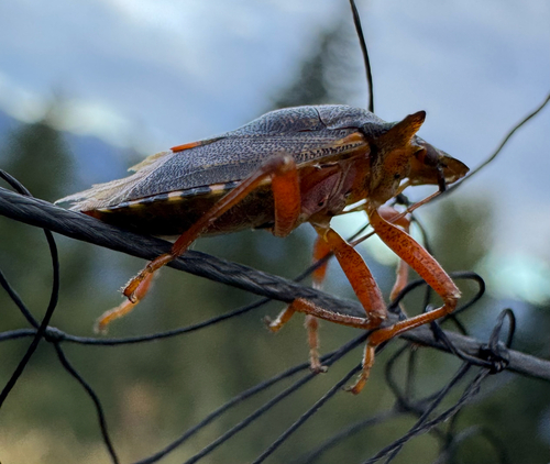 Forest Bug