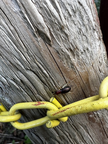 Red-headed Bush Cricket