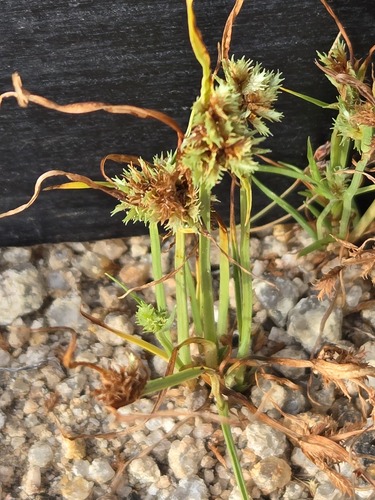 Cyperus squarrosus, photograph 4