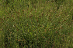 Carex leporina