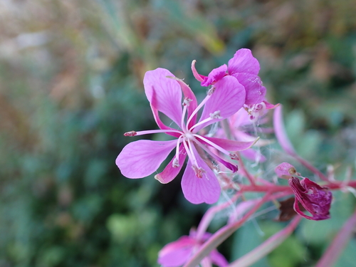 fireweed