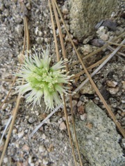 Allium burlewii