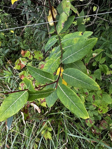 hemp dogbane