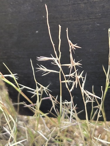 Bouteloua aristidoides, photograph 2