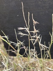 Bouteloua aristidoides, photograph (c) Jo Roberts, some rights reserved (CC BY)