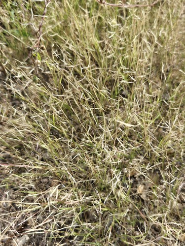 Bouteloua aristidoides