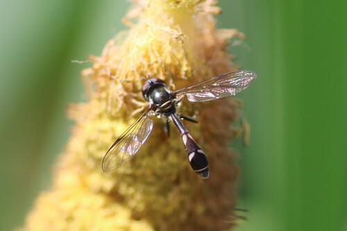Four-speckled Hover Fly