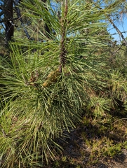 Pinus pinaster, photograph (c) Dmitry Trutsko, some rights reserved (CC BY)