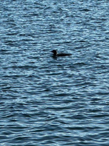 Common Loon