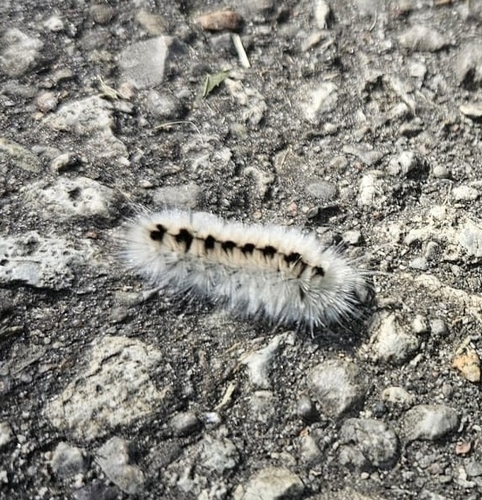 Hickory Tussock Moth