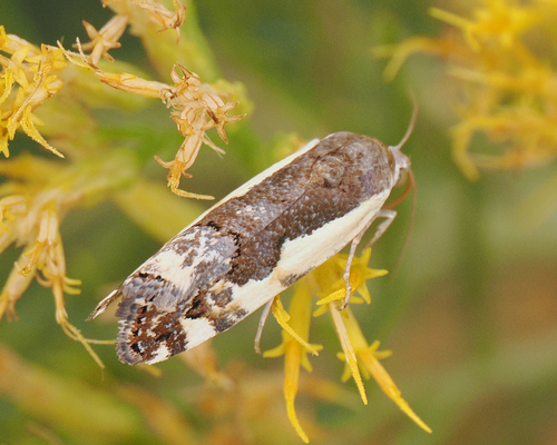 Narrow-winged Midget Moth photo 3