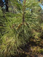 Pinus pinaster, photograph (c) Dmitry Trutsko, some rights reserved (CC BY)