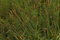 Carex leporina