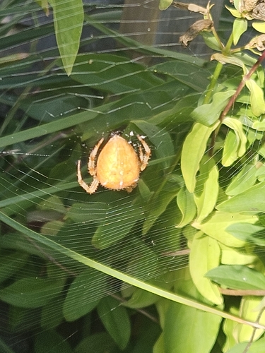 Cross Orbweaver