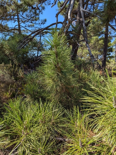 Pinus pinaster, photograph 6