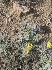 Cylindropuntia whipplei