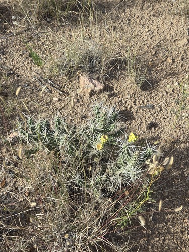 Cylindropuntia whipplei, photograph 2