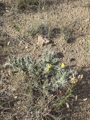 Cylindropuntia whipplei, photograph (c) Jo Roberts, some rights reserved (CC BY)