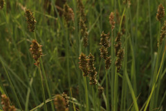 Carex leporina