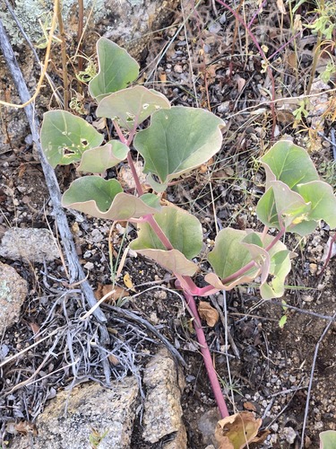 Mirabilis multiflora, photograph 3