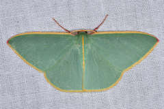 Chlorocoma assimilis