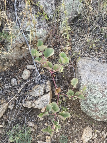 Mirabilis multiflora, photograph 4