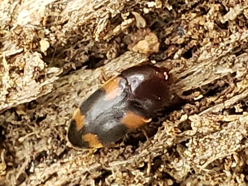 Holostrophus bifasciatus photo 5