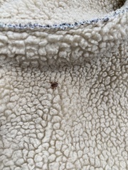 Dermacentor andersoni