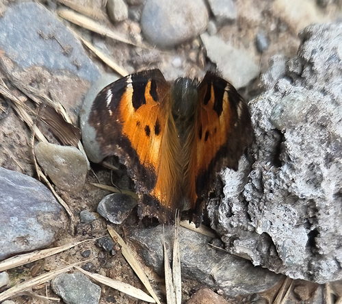 California Tortoiseshell
