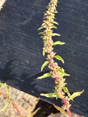 (c) Jo Roberts, some rights reserved (CC BY) Amaranthus palmeri, photograph (c) Jo Roberts, some rights reserved (CC BY)