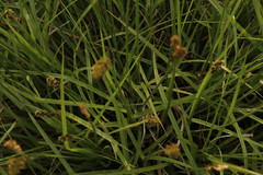 Carex leporina