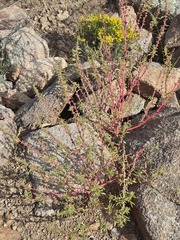 (c) Jo Roberts, some rights reserved (CC BY) Amaranthus palmeri, photograph (c) Jo Roberts, some rights reserved (CC BY)