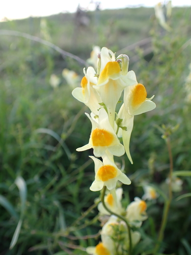 common toadflax