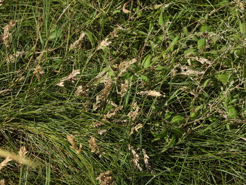Sporobolus pumilus