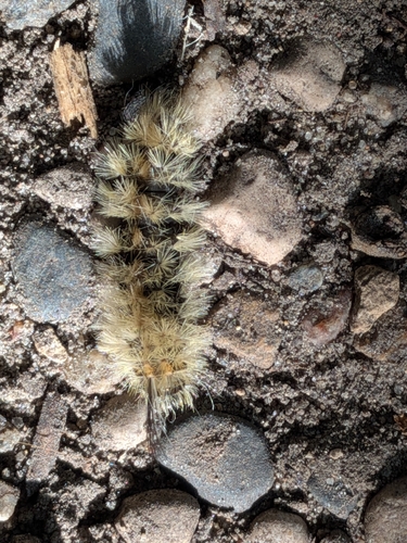 Banded Tussock Moth