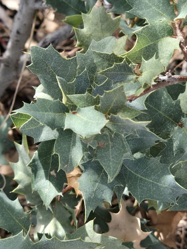 Quercus turbinella, photograph 2
