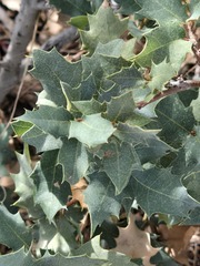 (c) Jo Roberts, some rights reserved (CC BY) Quercus turbinella, photograph (c) Jo Roberts, some rights reserved (CC BY)