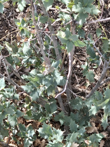 Quercus turbinella