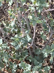 (c) Jo Roberts, some rights reserved (CC BY) Quercus turbinella, photograph (c) Jo Roberts, some rights reserved (CC BY)