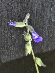 Salvia subincisa