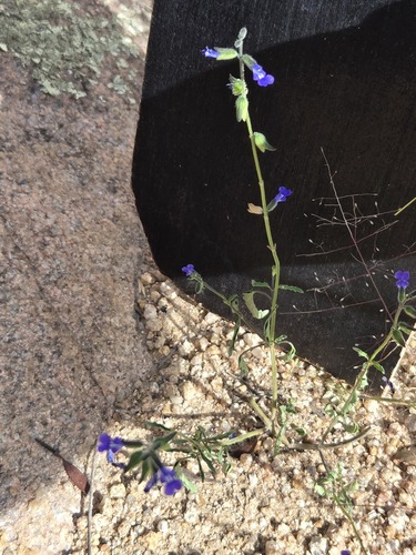 Salvia subincisa, photograph 2