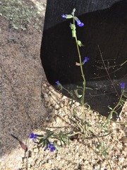 Salvia subincisa, photograph (c) Jo Roberts, some rights reserved (CC BY)