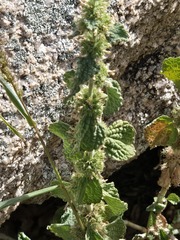 Marrubium vulgare, photograph (c) Jo Roberts, some rights reserved (CC BY)
