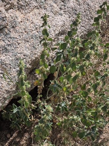 Marrubium vulgare, photograph 4